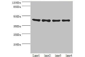 Western Blotting (WB) image for anti-Homocysteine-Inducible, Endoplasmic Reticulum Stress-Inducible, Ubiquitin-Like Domain Member 1 (HERPUD1) (AA 1-240) antibody (ABIN7155890)