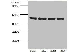 Western blot All lanes: HERPUD1 antibody at 2. (HERPUD1 抗体  (AA 1-240))