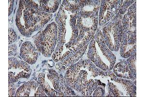 Image no. 1 for anti-Mitochondrial Ribosomal Protein S34 (MRPS34) antibody (ABIN1499566) (MRPS34 抗体)