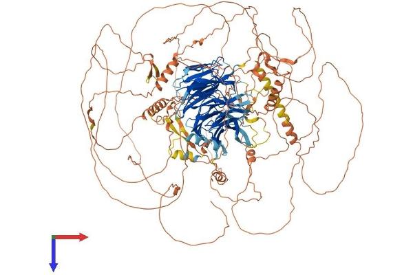 AMBRA1 Protein (AA 1-1298) (His tag)
