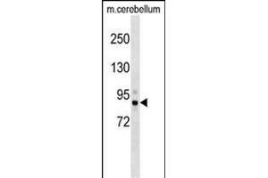Mouse Tbk1 Antibody (N-term) (ABIN1539557 and ABIN2848949) western blot analysis in mouse cerebellum tissue lysates (35 μg/lane). (TBK1 抗体  (N-Term))