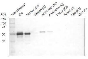 Western Blotting (WB) image for anti-Zona Radiata Protein antibody (ABIN108740) (Zona Radiata Protein 抗体)