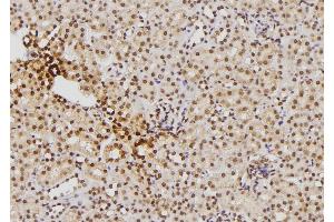 ABIN6276386 at 1/100 staining Mouse kidney tissue by IHC-P. (S100B 抗体  (C-Term))
