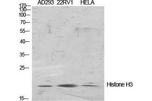 Western Blot (WB) analysis of specific cells using Histone H3 Polyclonal Antibody. (Histone 3 抗体  (Lys471))