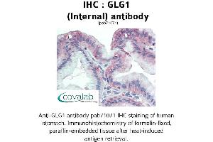 Image no. 2 for anti-Golgi Glycoprotein 1 (GLG1) (Internal Region) antibody (ABIN1734715) (GLG1 抗体  (Internal Region))