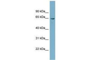 Image no. 1 for anti-Phosphoglucomutase 3 (PGM3) (AA 107-156) antibody (ABIN6741932) (Phosphoglucomutase 3 抗体  (AA 107-156))