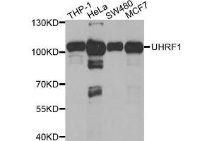 Western blot analysis of extracts of various cell lines, using UHRF1 antibody (ABIN5971303) at 1/1000 dilution. (UHRF1 抗体)