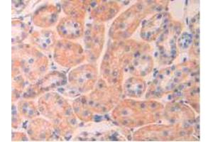 IHC-P analysis of Rat Kidney Tissue, with DAB staining. (SPTAN1 抗体  (AA 2071-2269))