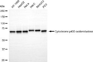 Western blotting analysis using cytochrome p450 oxidoreductase antibody (ABIN7799722). (Recombinant POR 抗体)