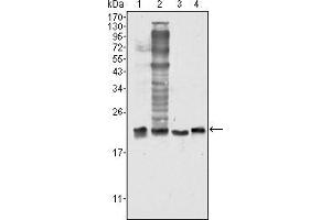 Western blot analysis using SOD1 mouse mAb against Hela (1), NIH/3T3 (2), A549 (3) and A431 (4) cell lysate.