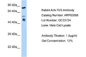 Western Blotting (WB) image for anti-Testis Derived Transcript (3 LIM Domains) (TES) (Middle Region) antibody (ABIN2789357)