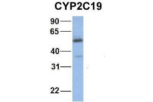 Host:  Rabbit  Target Name:  NOP56  Sample Type:  Human Fetal Muscle  Antibody Dilution:  1. (CYP2C19 抗体  (Middle Region))