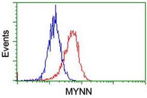 Image no. 3 for anti-Myoneurin (MYNN) (AA 10-300) antibody (ABIN1490791) (Myoneurin 抗体  (AA 10-300))
