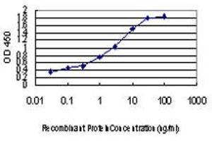 Detection limit for recombinant GST tagged PLD2 is approximately 0. (Phospholipase D2 抗体  (AA 834-933))