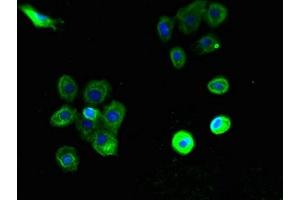 Immunofluorescent analysis of A431 cells using ABIN7163621 at dilution of 1:100 and Alexa Fluor 488-congugated AffiniPure Goat Anti-Rabbit IgG(H+L) (PTAFR 抗体  (AA 297-342))