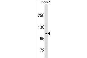 CLSTN2 Antibody (Center) (ABIN1881212 and ABIN2838758) western blot analysis in K562 cell line lysates (35 μg/lane). (Calsyntenin 2 抗体  (AA 743-770))