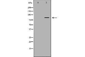 Western blot analysis of extracts of recombinantprotein, using FAM160B2 antibody. (FAM160B2 抗体  (Internal Region))