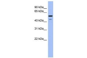 BMP6 antibody used at 1 ug/ml to detect target protein. (BMP6 抗体  (Middle Region))