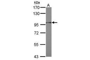 Image no. 1 for anti-Ring Finger Protein 31 (RNF31) (AA 68-405) antibody (ABIN1500722) (RNF31 抗体  (AA 68-405))