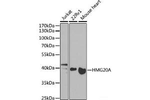 Western blot analysis of extracts of various cell lines using HMG20A Polyclonal Antibody at dilution of 1:1000. (HMG20A 抗体)