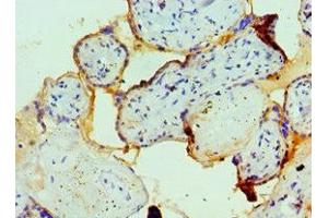 Immunohistochemistry of paraffin-embedded human placenta tissue using ABIN7152579 at dilution of 1:100 (FAIM3 抗体  (AA 18-251))