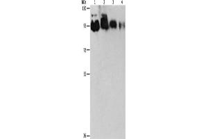 Western Blotting (WB) image for anti-Epidermal Growth Factor Receptor Pathway Substrate 15-Like 1 (EPS15L1) antibody (ABIN2422748) (EPS15L1 抗体)