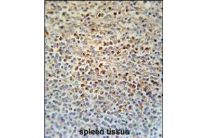SLC4A7 Antibody immunohistochemistry analysis in formalin fixed and paraffin embedded human spleen tissue followed by peroxidase conjugation of the secondary antibody and DAB staining. (SLC4A7 抗体  (C-Term))