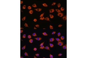 Immunofluorescence analysis of L929 cells using DNER antibody (ABIN7266727) at dilution of 1:100. (DNER 抗体  (AA 140-240))