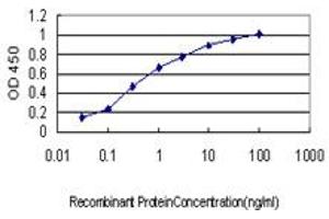 Detection limit for recombinant GST tagged ROCK1 is approximately 0. (ROCK1 抗体  (AA 401-510))