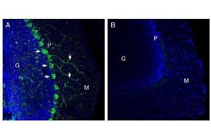 Expression of Netrin-1 in mouse cerebellum. (Netrin 1 抗体  (Secreted))