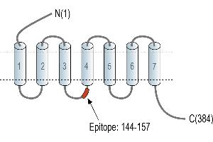 Representative domain view of the target of ABIN7885000.