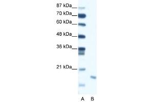 DIABLO antibody (20R-1288) used at 0. (DIABLO 抗体  (C-Term))