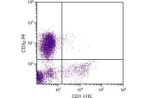 Porcine peripheral blood lymphocytes were stained with Mouse Anti-Porcine CD1-FITC. (Kyphoscoliosis Peptidase 抗体  (FITC))