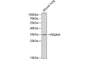Western blot analysis of extracts of mouse lung, using PDLIM3 antibody (ABIN6131066, ABIN6145400, ABIN6145401 and ABIN6221959) at 1:1000 dilution. (PDLIM3 抗体  (AA 70-230))
