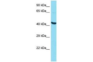 Host: Rabbit Target Name: P2RY10 Sample Type: HepG2 Whole Cell lysates Antibody Dilution: 1. (P2RY10 抗体  (N-Term))