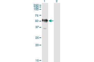 Western Blotting (WB) image for anti-Glyceraldehyde-3-Phosphate Dehydrogenase, Spermatogenic (GAPDHS) (AA 1-409) antibody (ABIN466196) (GAPDHS 抗体  (AA 1-409))