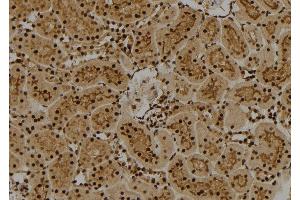 ABIN6274011 at 1/100 staining Rat kidney tissue by IHC-P. (FUBP1 抗体  (C-Term))