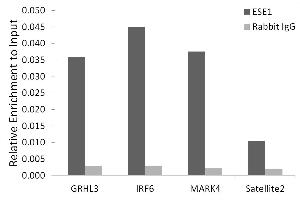 Chromatin immunoprecipitation analysis of extracts of HepG2 cells, using ESE1/ELF3 antibody (ABIN7266885) and rabbit IgG. (ELF3 抗体)
