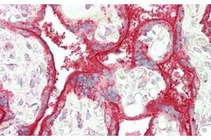 Detection of SIGLEC7 in Human Placenta Tissue using Polyclonal Antibody to Sialic Acid Binding Ig Like Lectin 7 (SIGLEC7) (SIGLEC7 抗体  (AA 38-121))