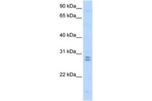Western Blotting (WB) image for anti-Mediator Complex Subunit 4 (MED4) antibody (ABIN2463349) (MED4 抗体)