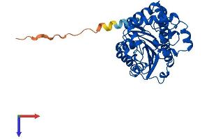 LCMT1 Protein (AA 1-334) (His tag)