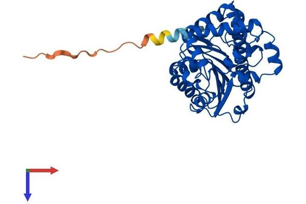 LCMT1 Protein (AA 1-334) (His tag)
