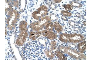 SOCS1 antibody was used for immunohistochemistry at a concentration of 4-8 ug/ml to stain Epithelial cells of renal tubule (arrows) in Human Kidney. (SOCS1 抗体  (N-Term))