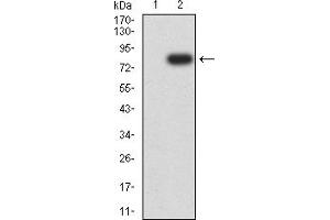 Western blot analysis using VIM mAb against HEK293 (1) and VIM (AA: 2-466)-hIgGFc transfected HEK293 (2) cell lysate. (Vimentin 抗体  (AA 2-466))