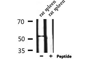 Western blot analysis of extracts from rat spleen, using DUSP10 Antibody. (DUSP10 抗体  (Internal Region))