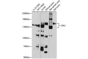 Western blot analysis of extracts of various cell lines, using CHL1 antibody (ABIN6133354, ABIN6138535, ABIN6138536 and ABIN6225066) at 1:1000 dilution. (CHL1 抗体  (AA 690-950))