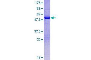 USP53 Protein (AA 1-188) (GST tag)