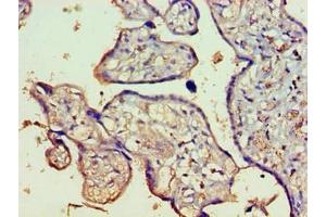Immunohistochemistry of paraffin-embedded human placenta tissue using ABIN7165426 at dilution of 1:100 (FAM16B1 (AA 1-738) 抗体)