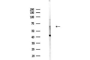 Western blot analysis of lysates from Mouse testis, using PCK1 Antibody at 1/1000 dilution.