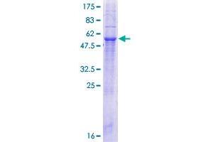 MTCH2 Protein (AA 1-303) (GST tag)